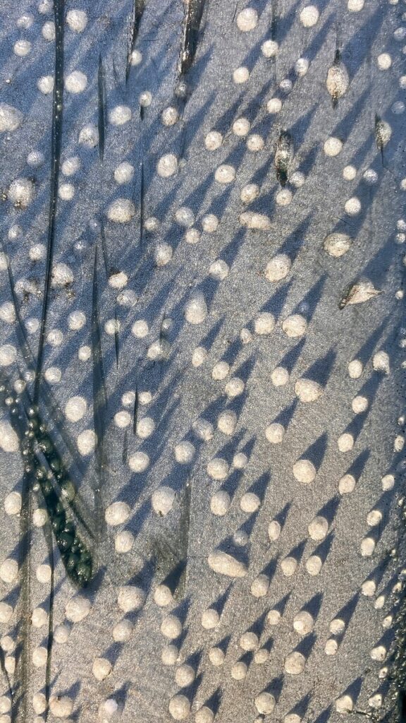 Frozen Dew Drops