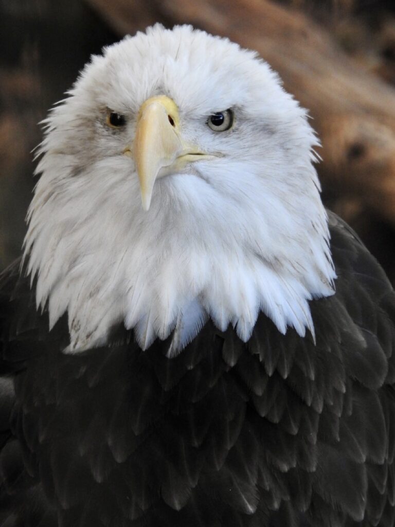 Guardians of the Sky: 250 Years of Freedom