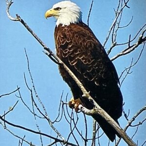American Profile