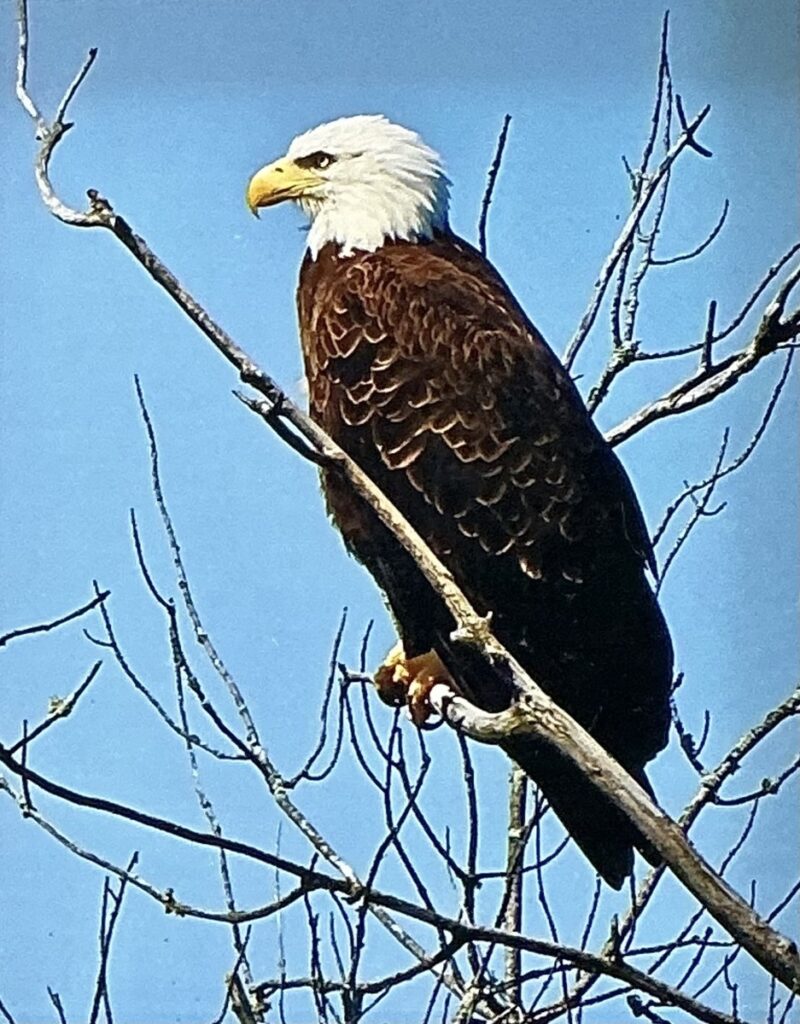 American Profile
