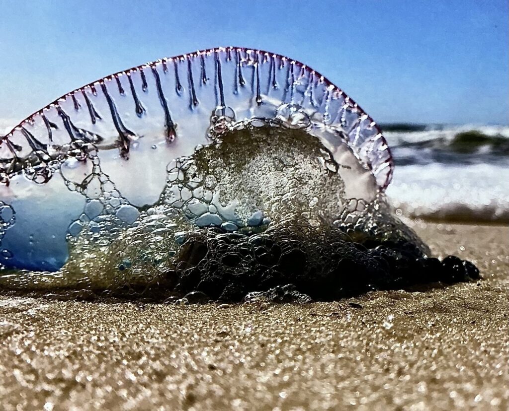 Man of War