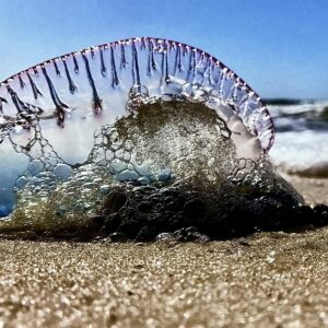 Man of War