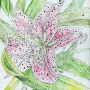 Untitled Lily