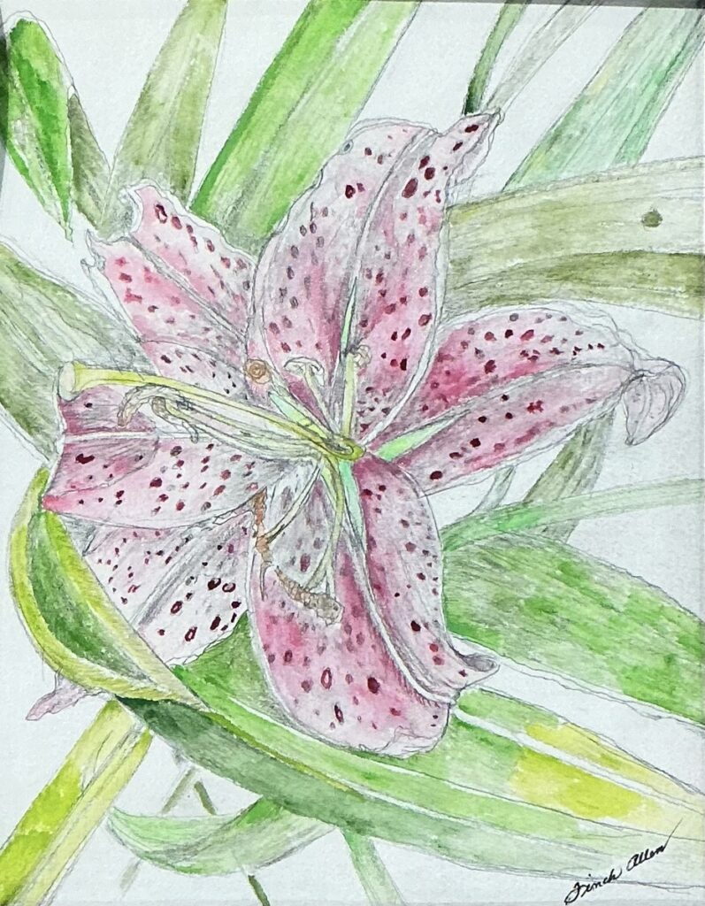 Untitled Lily
