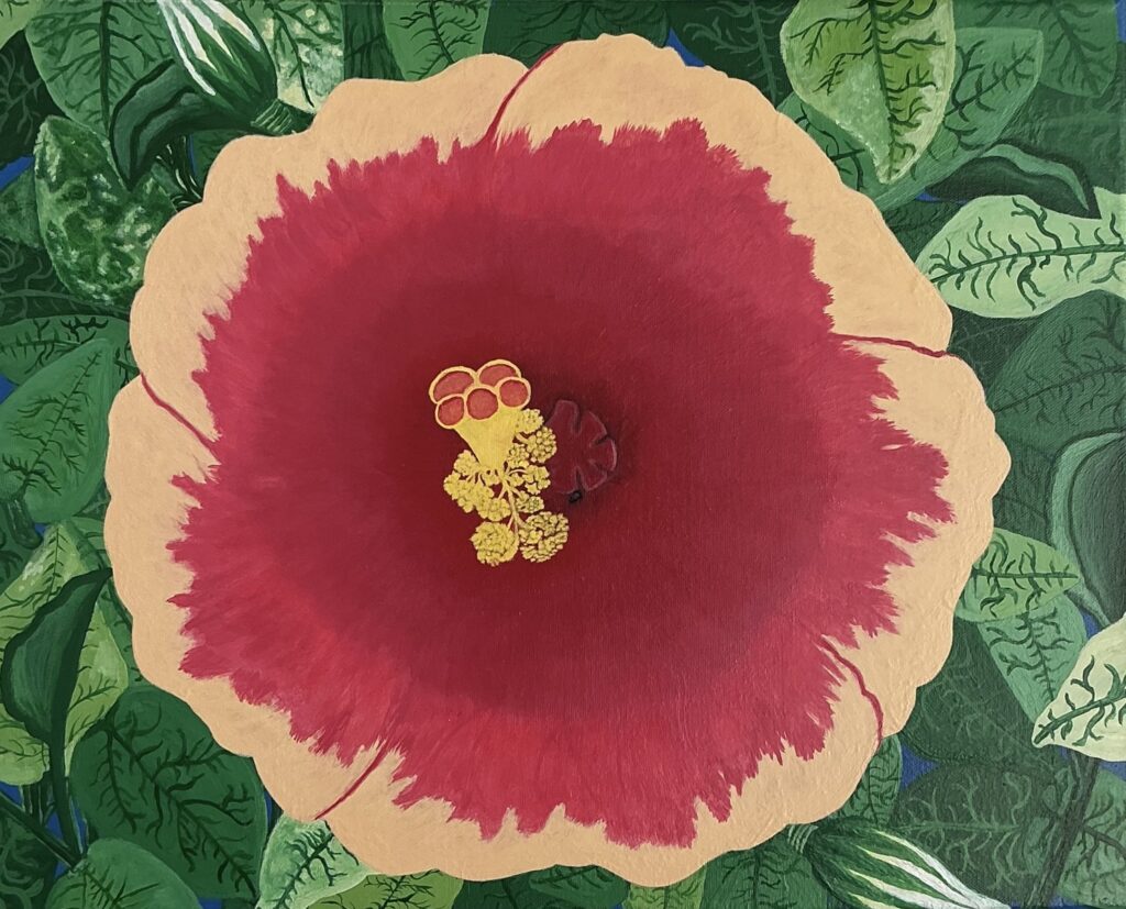 Mexican Hibiscus