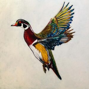Wood Duck in Flight