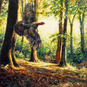 Morning In The Deciduous Forest