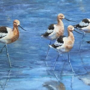 Waltz of the Avocets