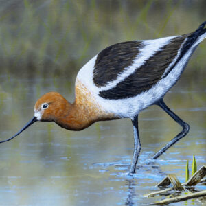 Wading