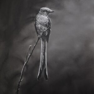 The Scissor-Tailed Tyrant, Perched and Poised