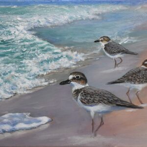 Wilson's Plover on the Beach