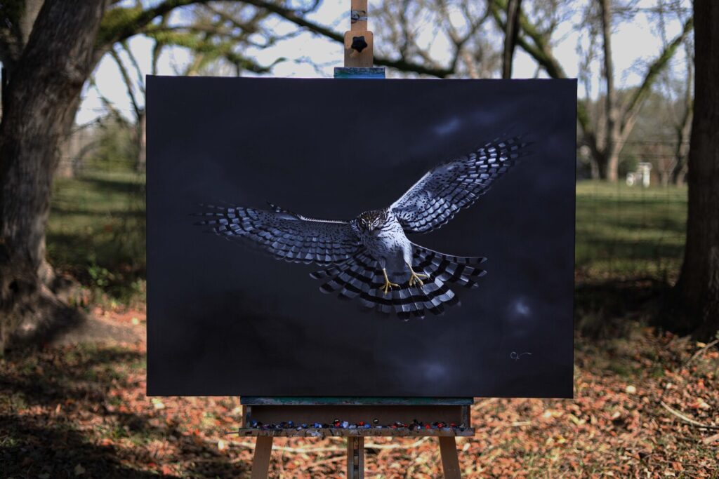Cooper's Hawk