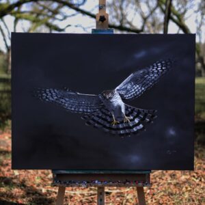 Cooper's Hawk