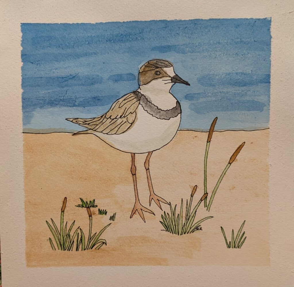 Wilson's Plover