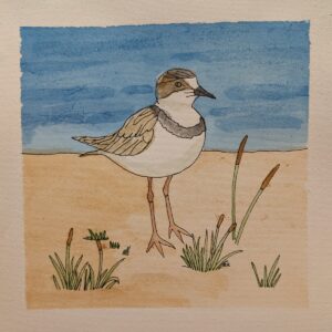 Wilson's Plover