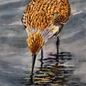 Beach Bird