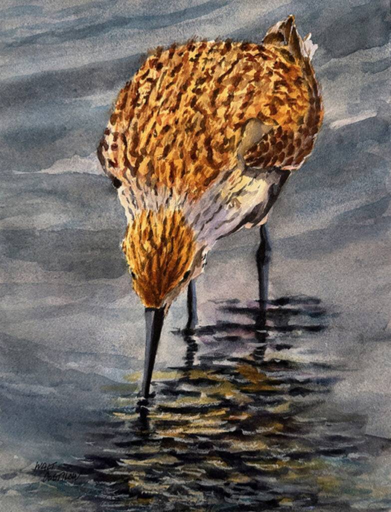 Beach Bird