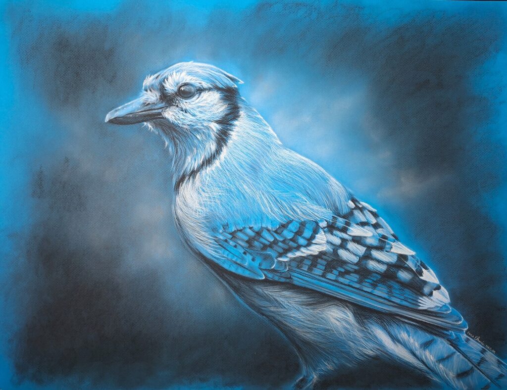 The Blue Jay