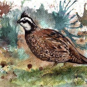 Quail to No Avail