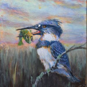 Belted Kingfisher