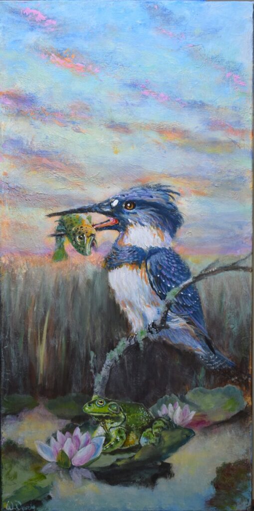Belted Kingfisher