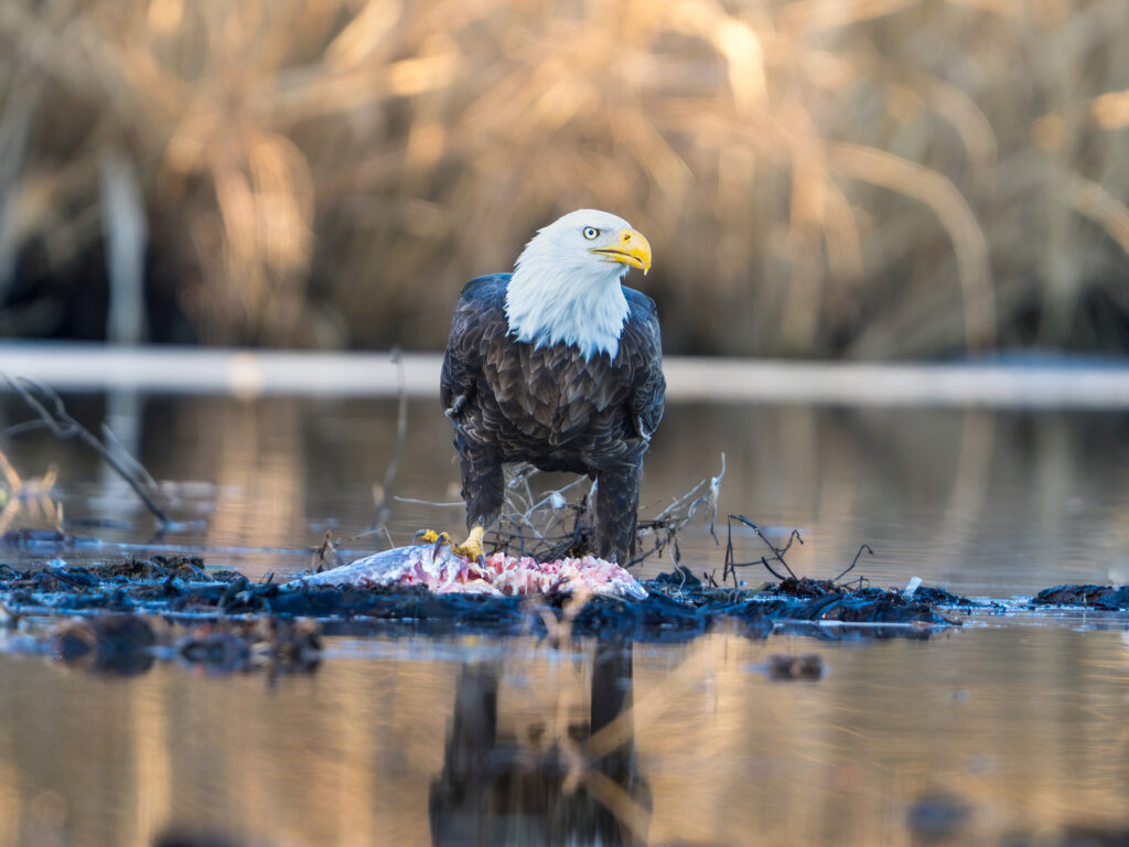 Bald Eagle with Carp