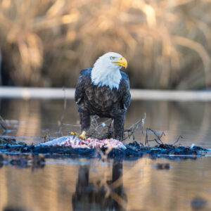 Bald Eagle with Carp