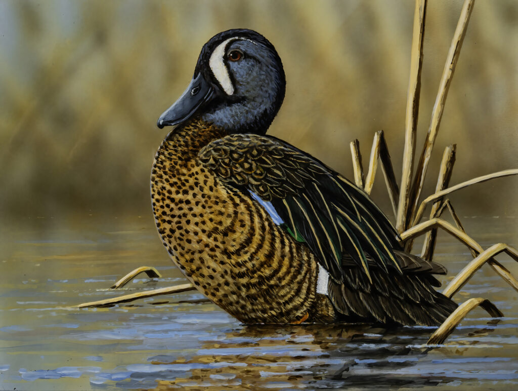 Blue-Winged Teal