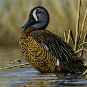 Blue-Winged Teal