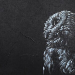 Observant Owl