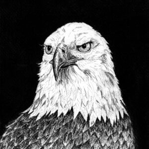 Eagle's Gaze