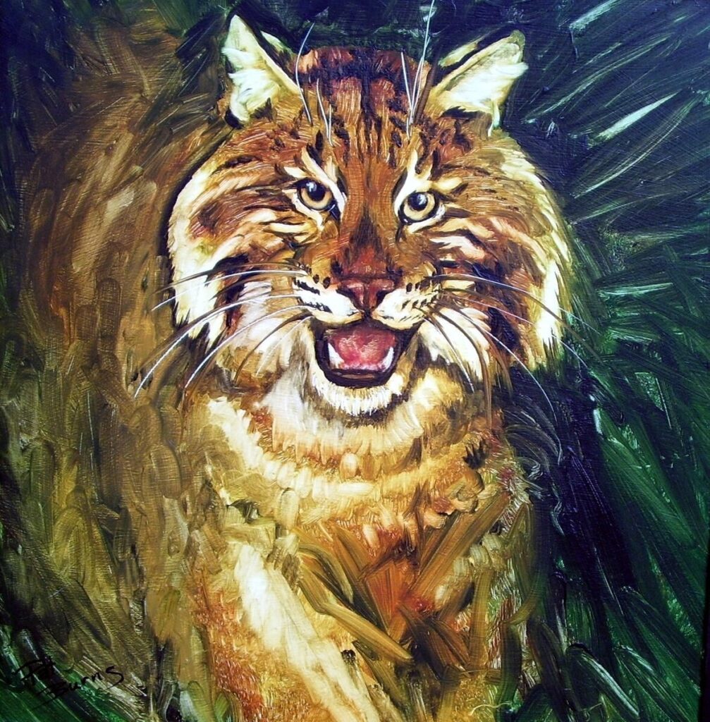 Bobcat