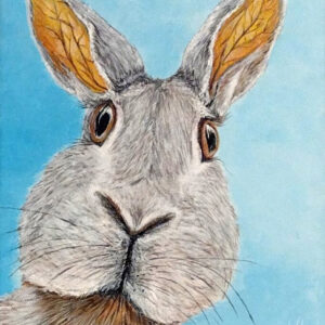 Curious Rabbit