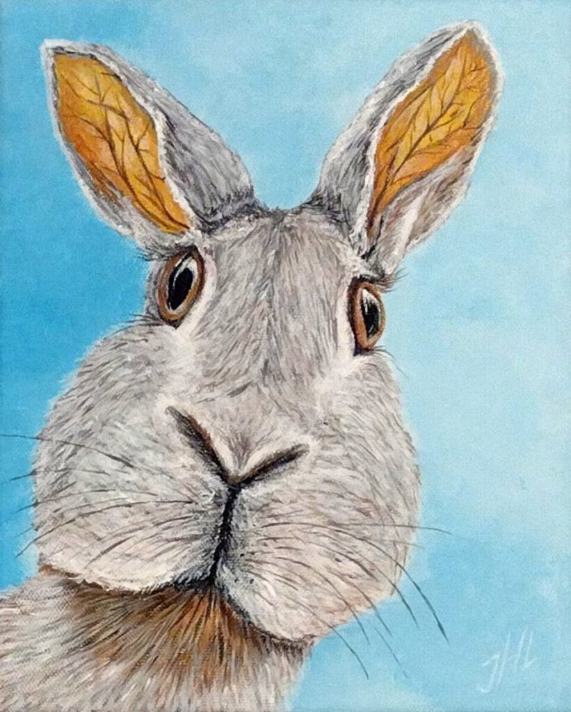 Curious Rabbit