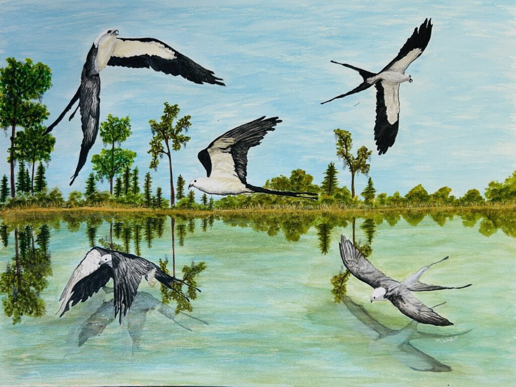 Flight of a Swallow Tail Kite