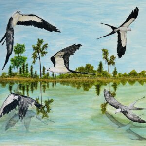 Flight of a Swallow Tail Kite