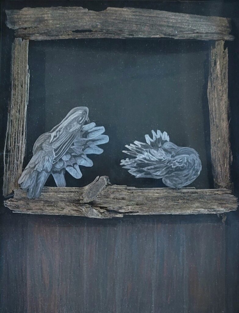 Mourning Doves Preening in Barn Loft Window