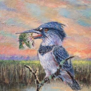 Belted Kingfisher