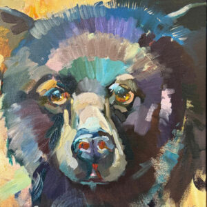 American Black Bear
