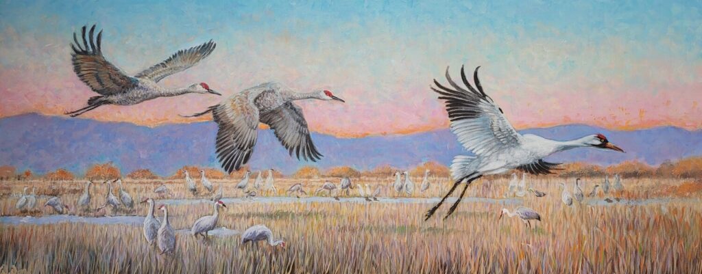 Two Sandhill Cranes and Whooping Crane
